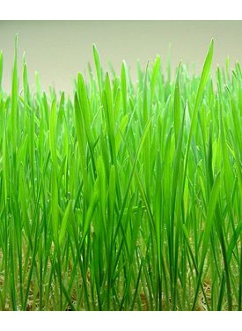Organic Wheatgrass Seeds 1KG or 3KG Bulk - Non-GMO, NZ Grown Superfood for Juicing, Smoothies & Healthy Detox