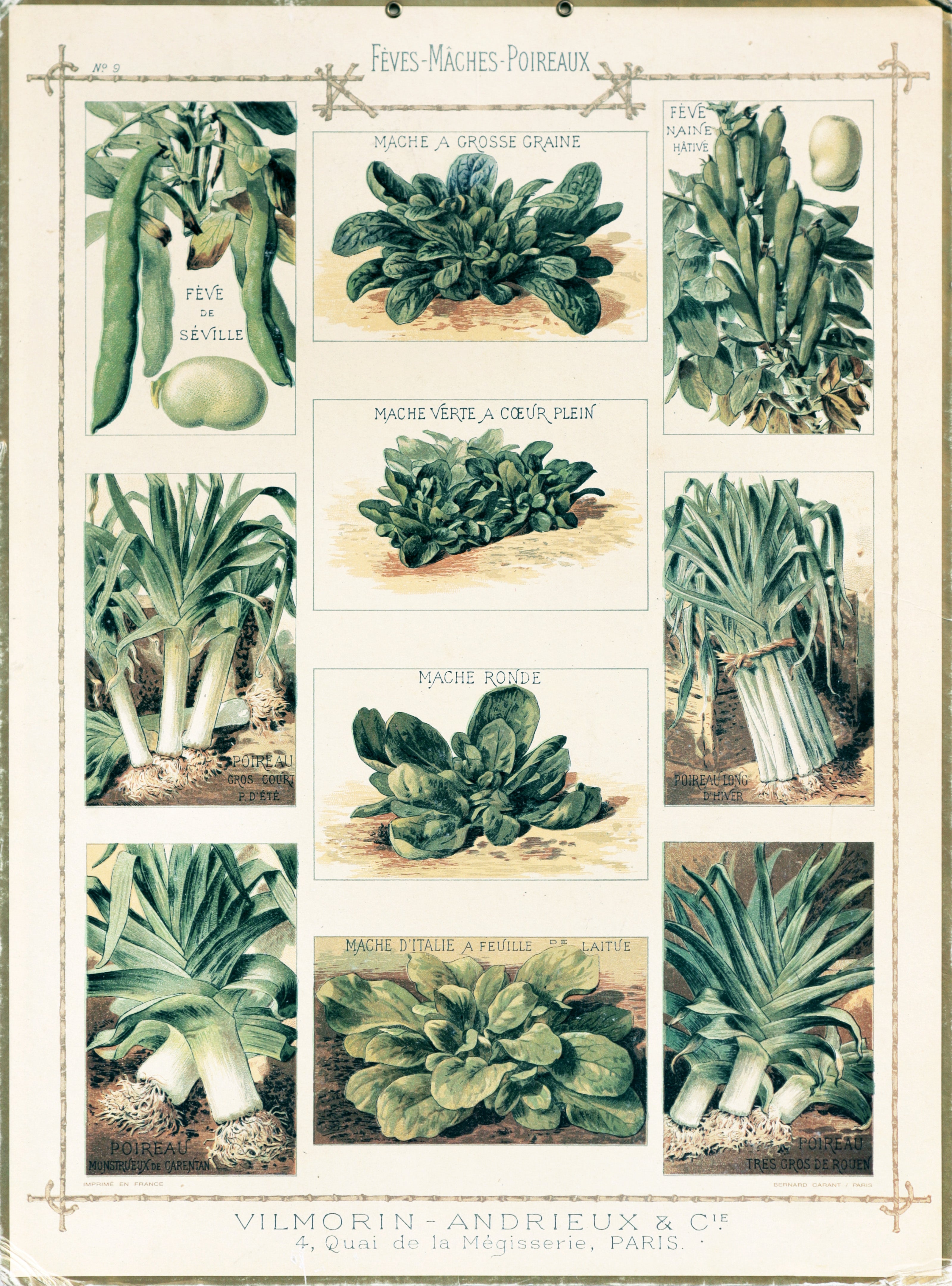 Vintage 1920s French Botanical Print Cardboard - Beans, Lettuce, Leeks (Fèves Mâches Poireaux) - Perfect for Home Decor, Scrapbooking & Vintage Collectors