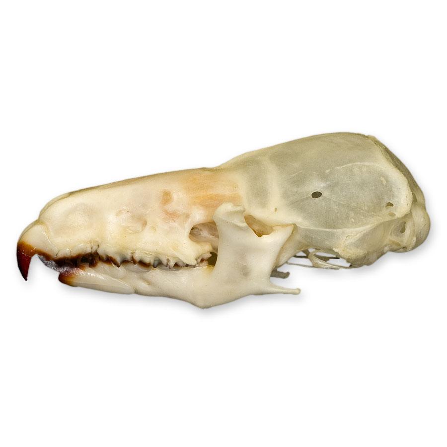 Authentic Real Shrew Skull Specimen - Perfect for Science Classrooms, Biology Studies & Oddity Collectors | Great for Educational Displays, Halloween Decor & Gothic Collections