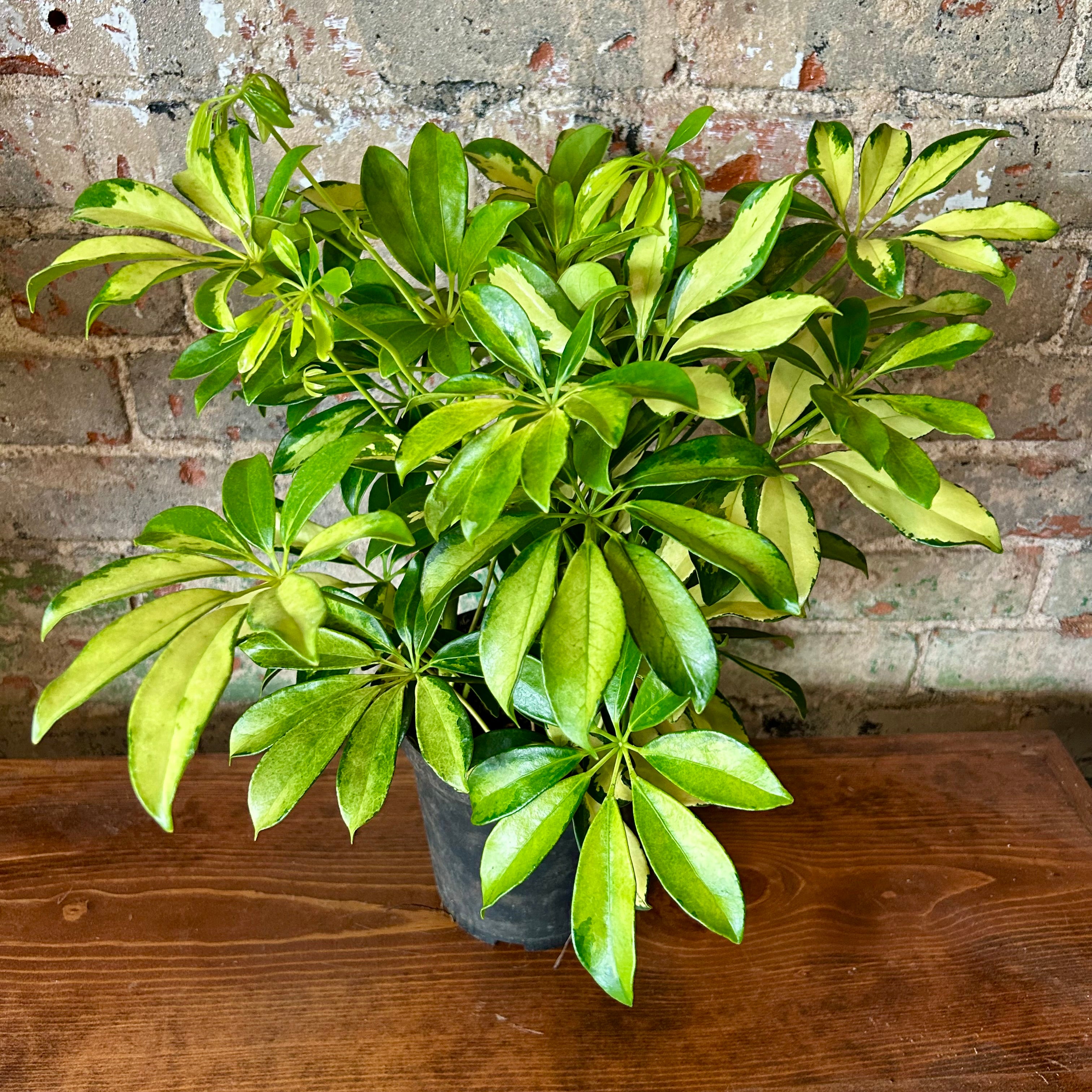 Arboricola Schefflera Plant - Medium Size Indoor Houseplant | Perfect for Home, Office & Garden Decor