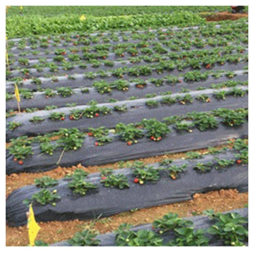 Premium Black PE Plastic Mulch Film for Agricultural Greenhouse, Garden & Fruit Trees - Weed Control, Warmth & Waterproof (60cm Wide x 0.8mm Thick x 1000m Long) - Ideal for Crop Protection, Soil Temperature Regulation & Moisture Retention in Farming & Gardening