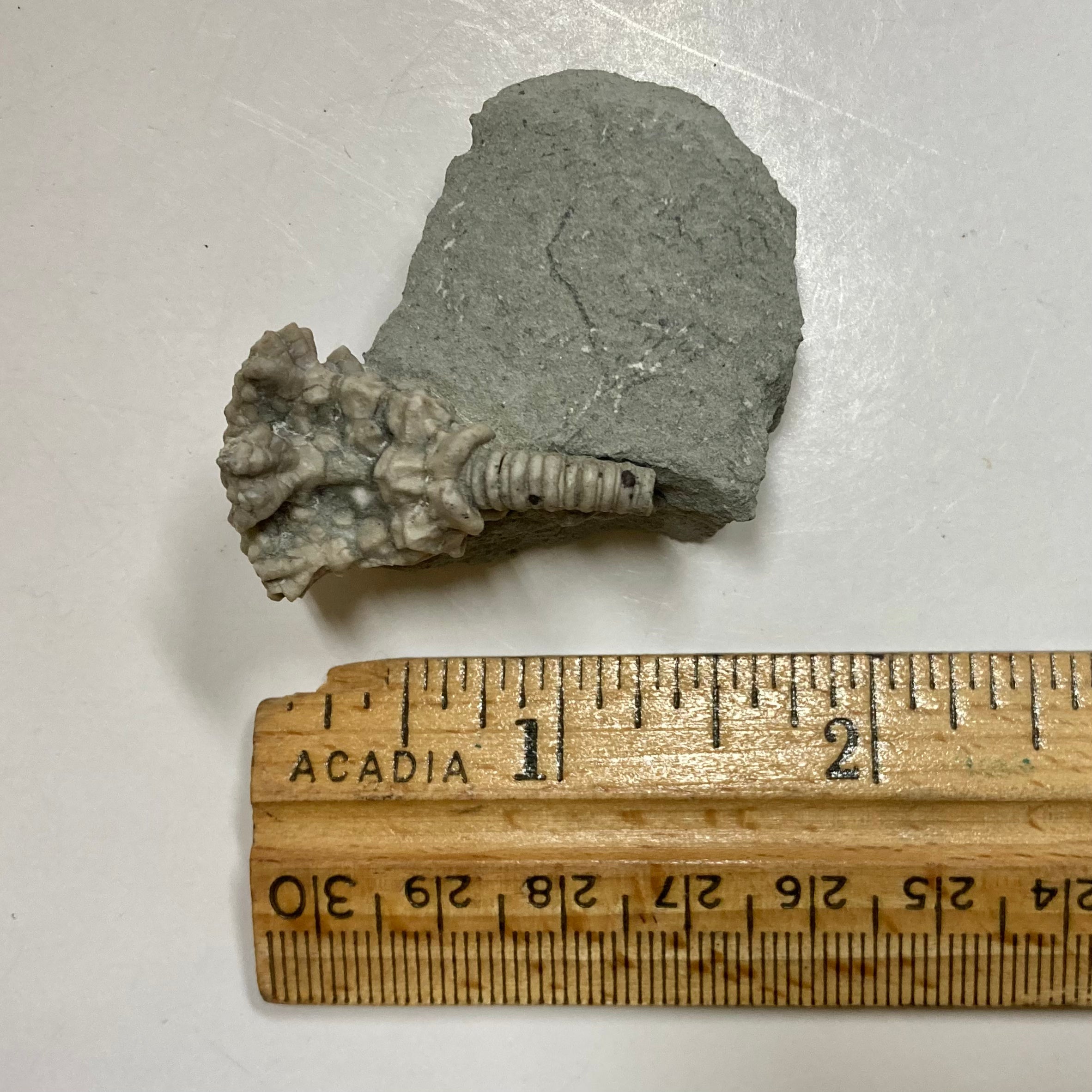 Fossil Crinoid Actinocrinites Gibsoni - Rare Marine Fossil for Collectors, Paleontology Enthusiasts & Home Decor | Perfect for Science Displays, Educational Gifts & Natural History Decorations