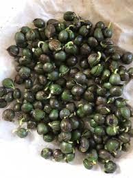 Organic Curry Leaves & Seeds for Home Gardening - 375 Seeds | Grow Your Own Spices for Cooking, Ayurvedic Remedies & Herbal Tea