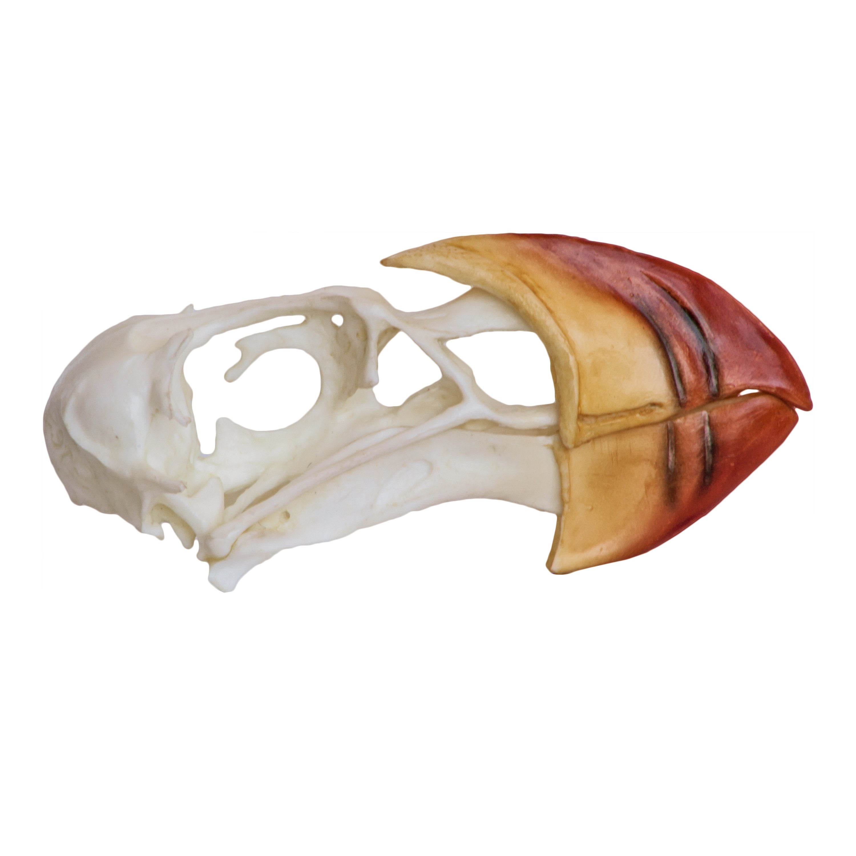 Authentic Replica Horned Puffin Skull - Lifelike Bird Skull Model for Home Decor, Gothic Display & Educational Use | Perfect for Halloween, Taxidermy & Science Classroom Collections
