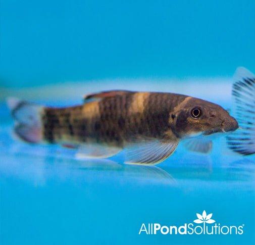 Colorful Rainbow Garra Fish - Vibrant Freshwater Aquarium Fish for Home & Office Tanks | Perfect for Community Aquariums & Natural Habitat Displays