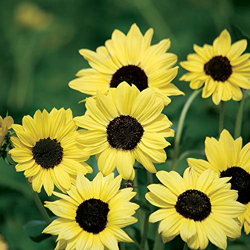 Soluna Lemon Yellow