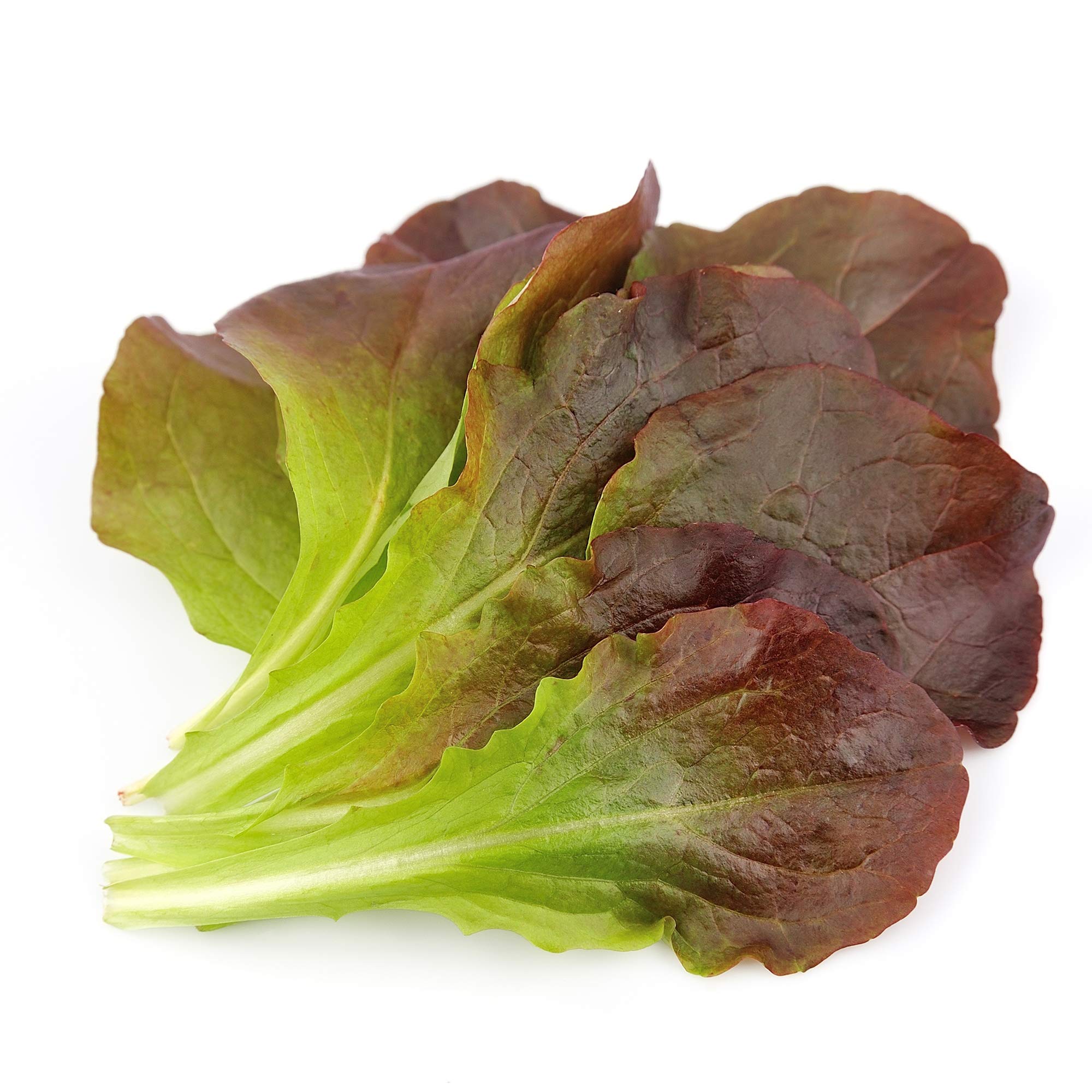 Rouge D'Hiver Romaine Lettuce Seeds - 5 Lb Bulk (~2 Million Seeds) - Non-GMO Heirloom Open Pollinated Lactuca Sativa - Farm & Garden Vegetable Seeds - Perfect for Home Gardening, Organic Farming, and Fresh Salad Preparation