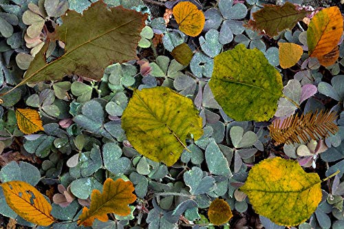 20x30 Inch Laminated Tree Leaves Klee Fern Colorful Shamrocks Wall Art Poster - Vibrant Colors & HD Print - Perfect for Living Room, Bedroom Decor & Office Wall Decoration