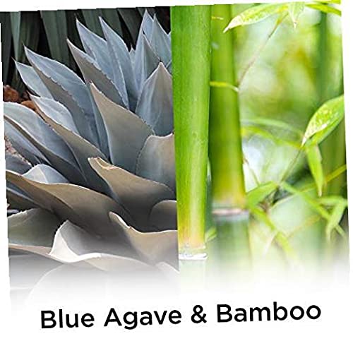 Air Wick Plug in Scented Oil Refill - 5 Count, Blue Agave & Bamboo Fragrance - Essential Oil Air Freshener for Home, Office, and Bathroom