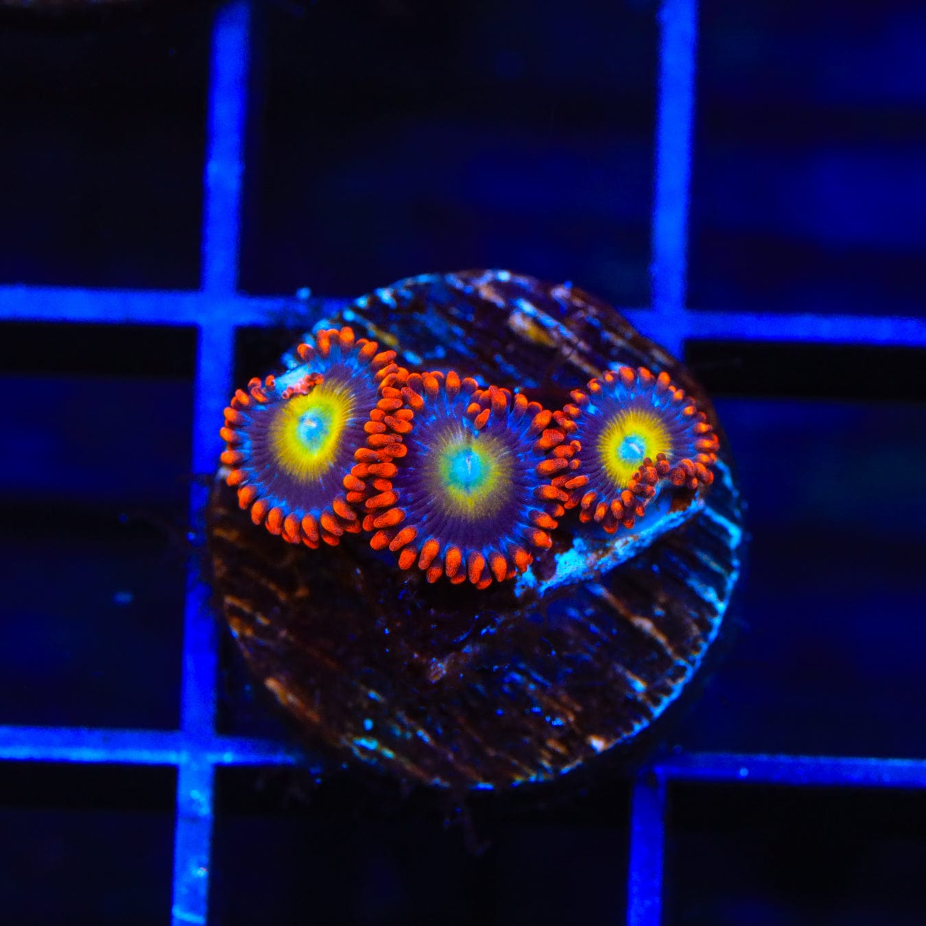 Premium Circus Freak Zoanthids Coral for Saltwater Aquariums – Vibrant Colors & Easy Care for Reef Tanks