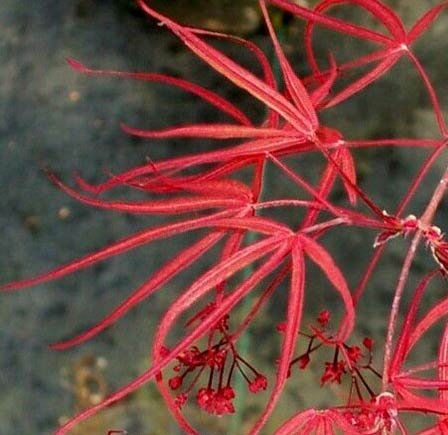 Red Cloud Japanese Maple Tree (Acer palmatum 'Red Cloud') - 3 Year Old Live Plant for Landscaping, Garden Decoration & Bonsai Cultivation