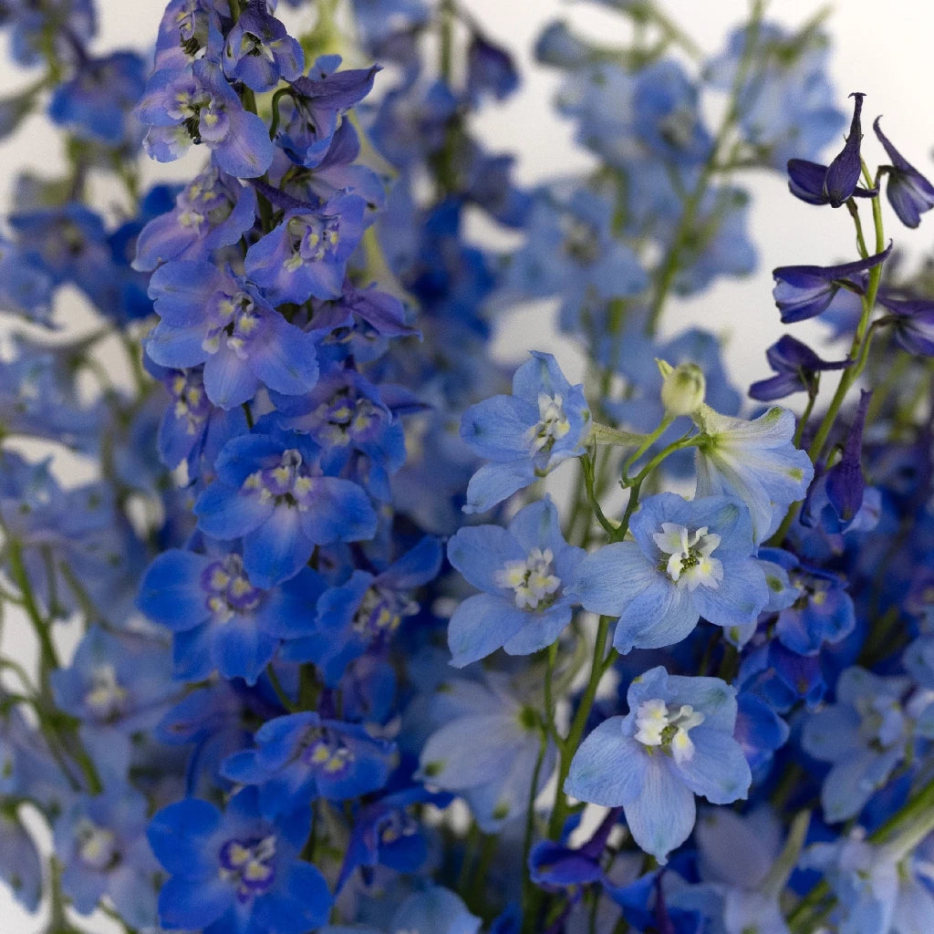 Premium Blue Assorted Designer Delphinium Flower Pack - Perfect for Wedding Bouquets, Home Decor & Garden Arrangements