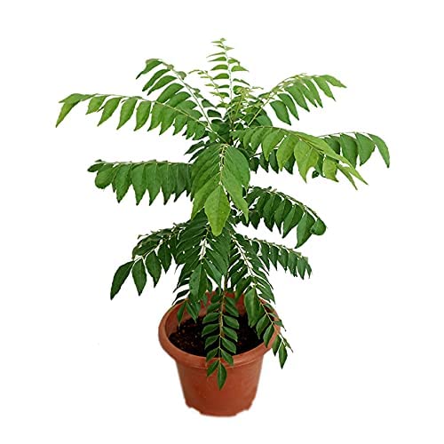 Buy Fresh Curry Leaf Live Plant (Murraya Koenigii) for Cooking & Gardening – Perfect for Indian Cuisine, Herbal Remedies & Home Gardens