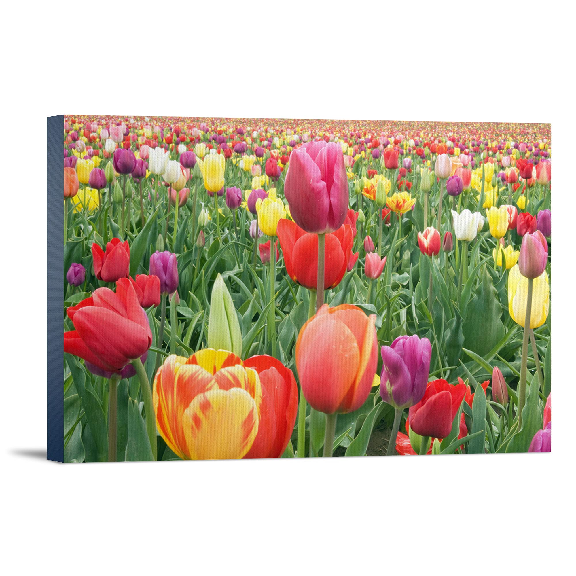 Lantern Press Tulips Wall Art - 12x18 Wrapped Canvas Print for Home Decor, Living Room, Bedroom & Office | Floral Painting, Modern Botanical Artwork