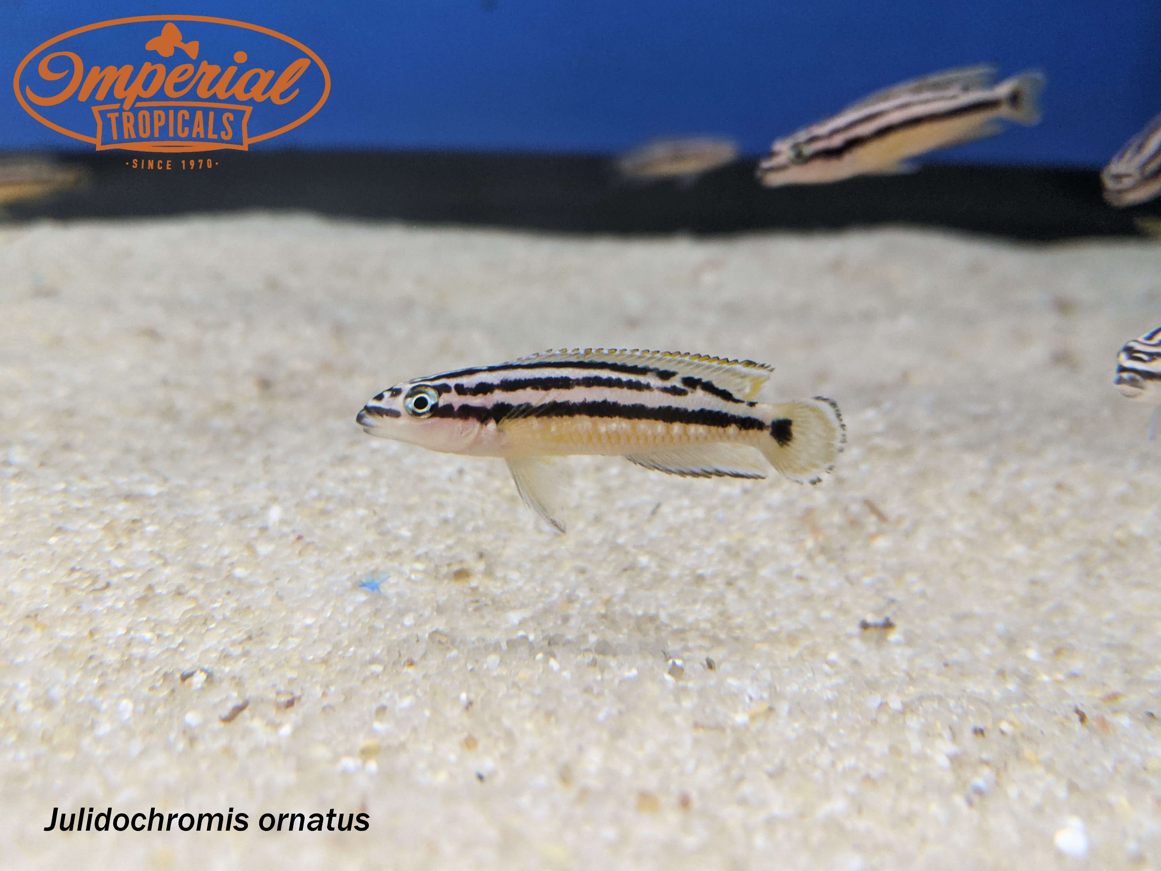 Julidochromis Ornatus 