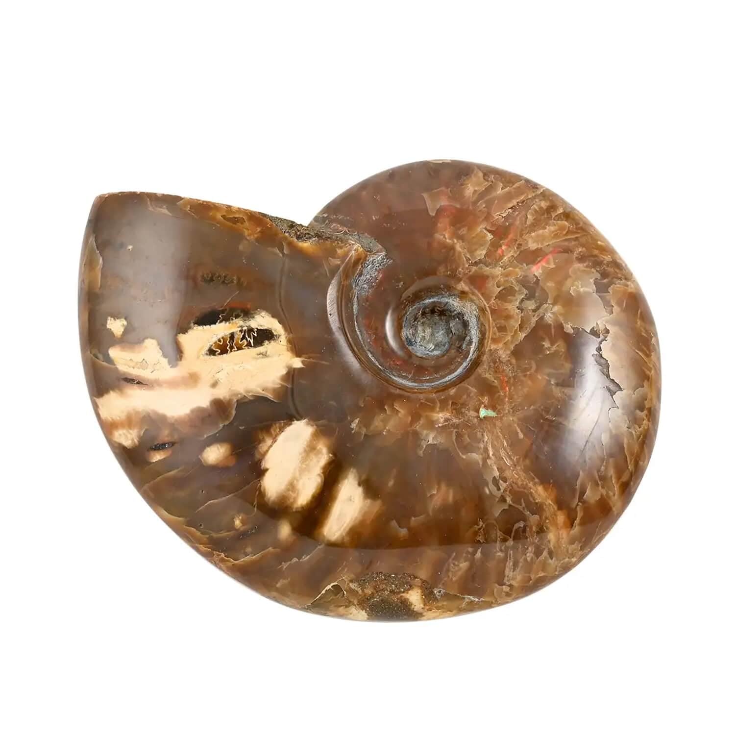 Red Ammonite Figurine - Small Home Decor for Indoor & Outdoor | Unique Birthday Gift Idea | Perfect for Living Room, Garden & Office Desk Decor