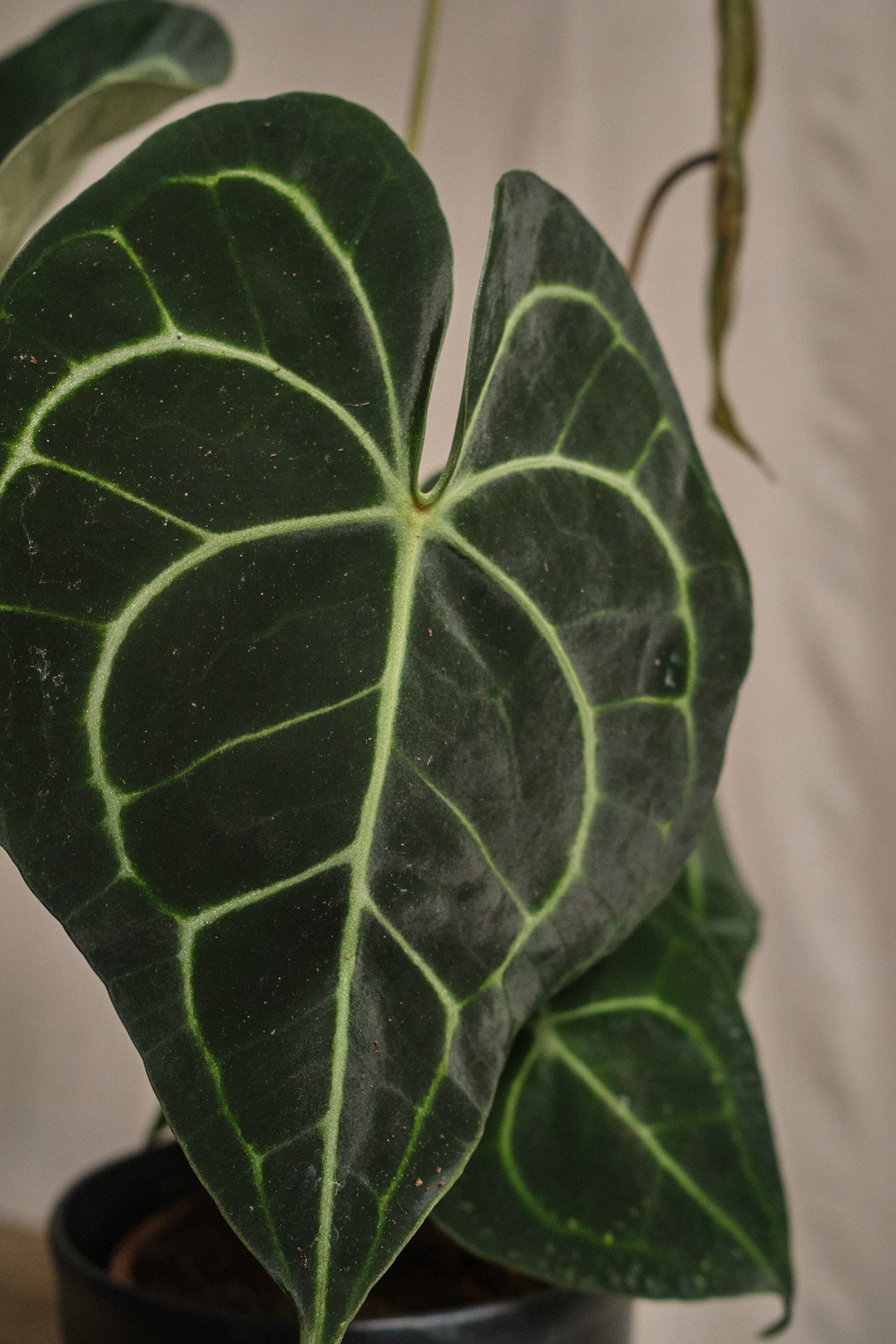 Anthurium Clarinervium - Velvet Leaf Anthurium Plant for Indoor Decor, Home Office, and Gift Ideas
