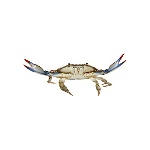 Blue Crab Wall Decal Sticker - 19
