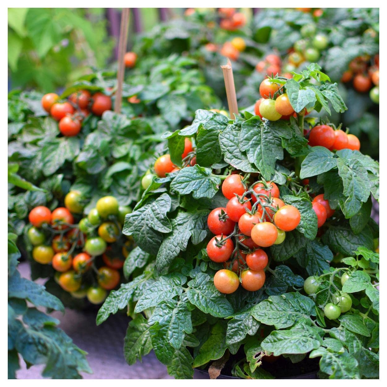 Everwilde Farms - 1/4 Lb Organic Tiny Tim Tomato Seeds for Home Gardening - Non-GMO, Heirloom Variety - Perfect for Containers, Patios & Small Spaces - Gold Vault Packaging