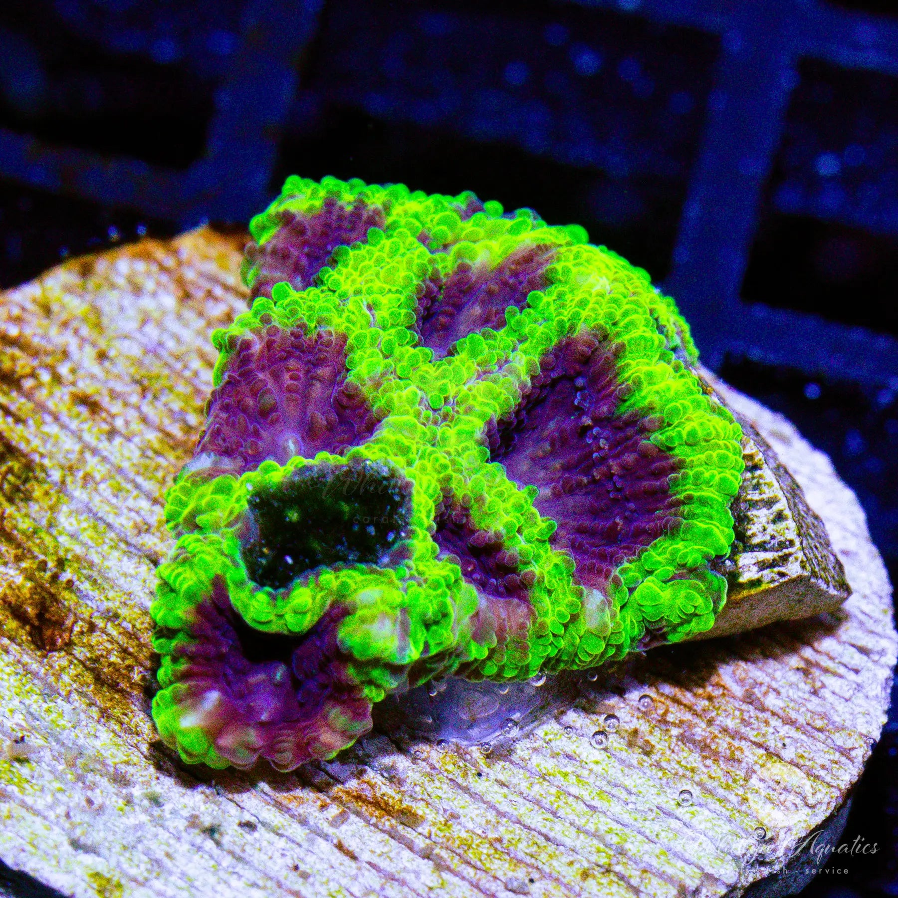 Premium N5 WA Wolverine Favia Coral - WYSIWYG Live Coral for Saltwater Aquariums | Perfect for Reef Tanks & Marine Displays