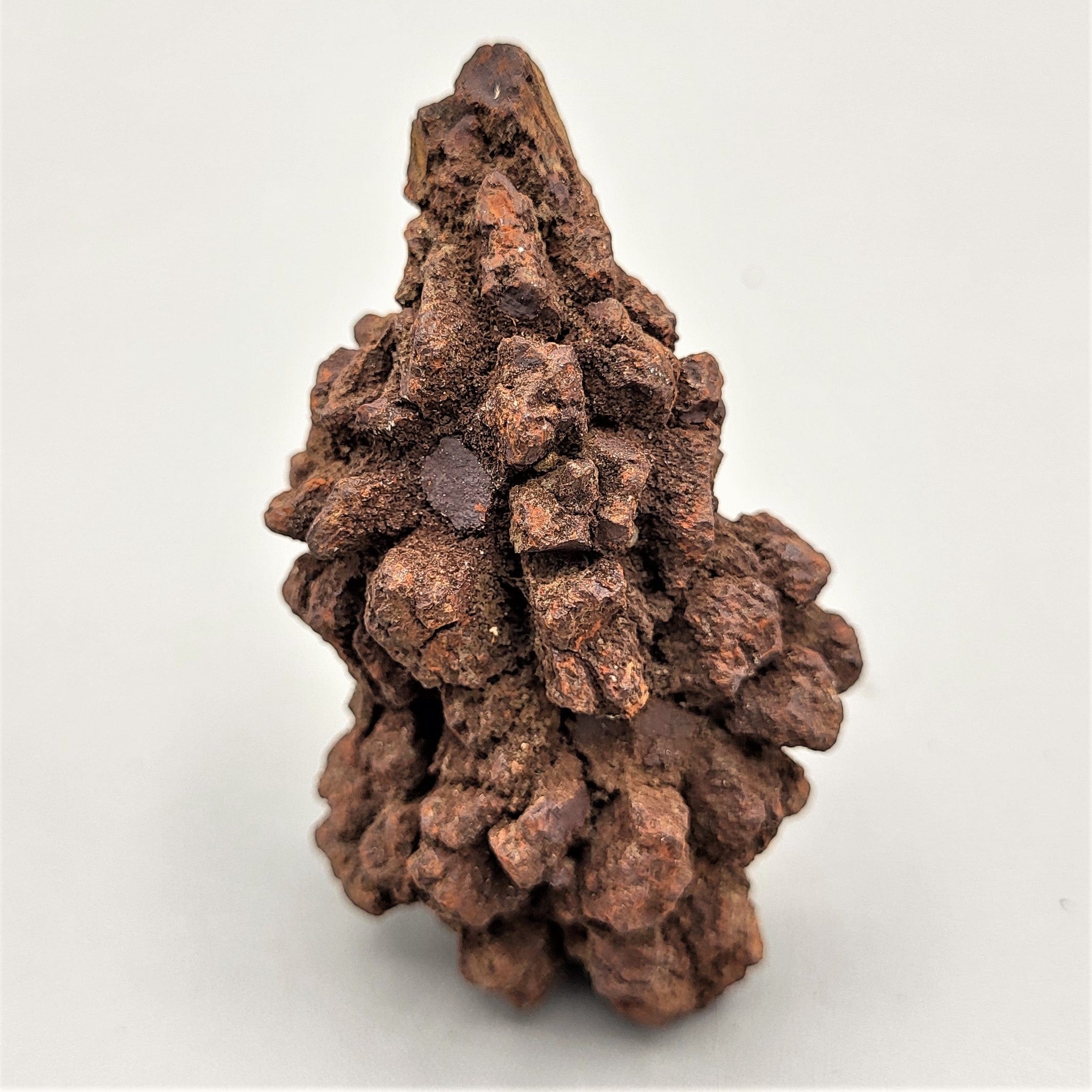 Authentic Coprolite Fossil Specimen - Dinosaur Poop Fossil for Collectors & Education - Perfect for Science Classrooms & Paleontology Enthusiasts
