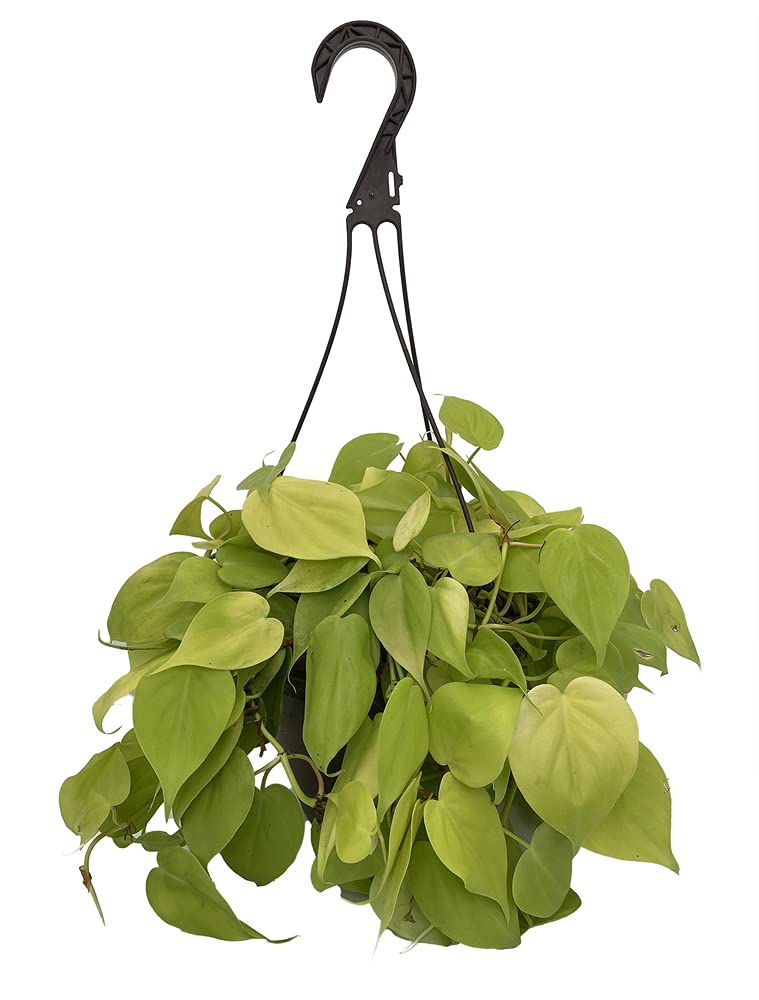 Yunakesa Lemon Lime Heartleaf Philodendron Plant in 8 Inch Pot - Vibrant Indoor Houseplant for Home Decor, Office, or Gift