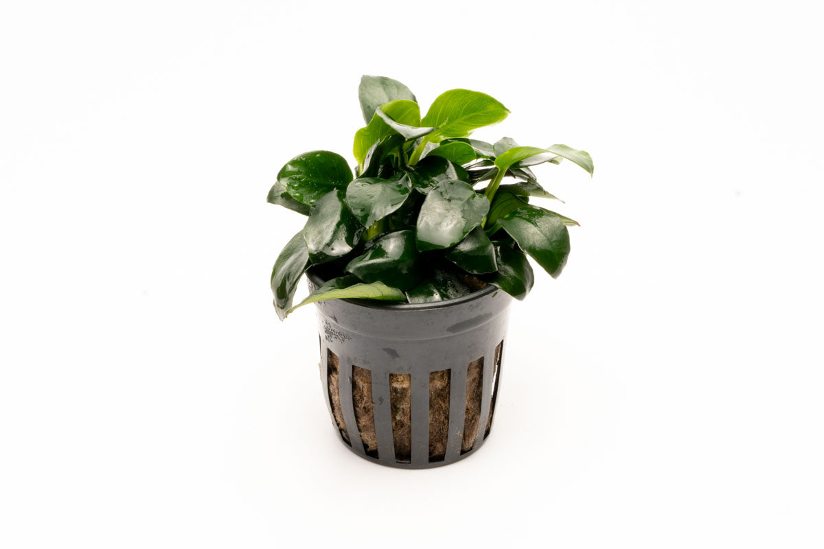 Anubias Barteri Petite Round Live Aquarium Plant - Easy Low Light Freshwater Aquatic Plant for Fish Tanks, Aquascaping & Nano Tanks
