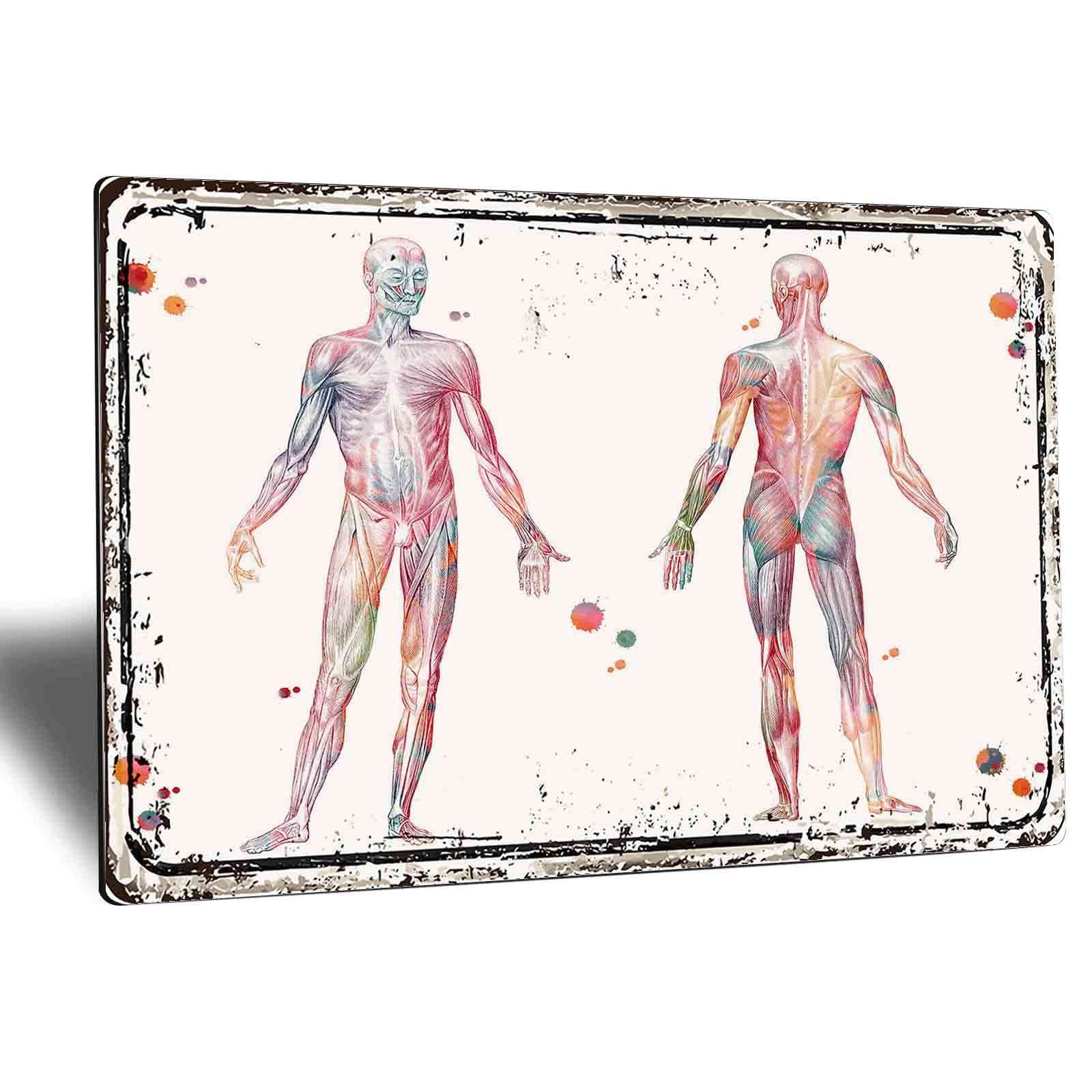 Human Anatomy Metal Wall Art - Muscular & Skeletal System Medical Tin Sign Poster (12x16x0.4 Inch) - Vintage Medical Decor for Doctor's Office, Classroom & Home Decor