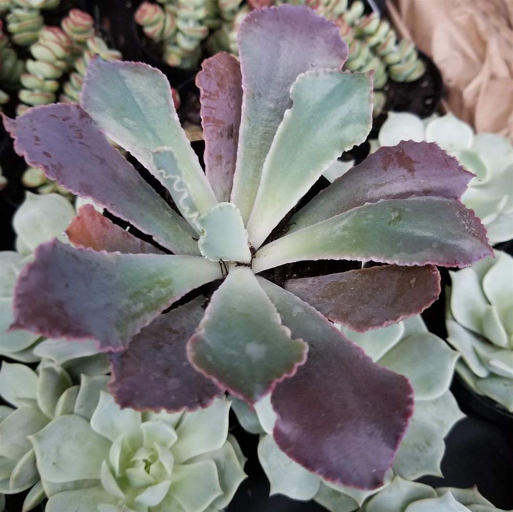 Echeonveria 'Neon Breakers' Succulent Plants - Live 3.5 Inch Potted (2 Pack) for Home Decor, Office Desk, Wedding Favors & Garden Landscaping