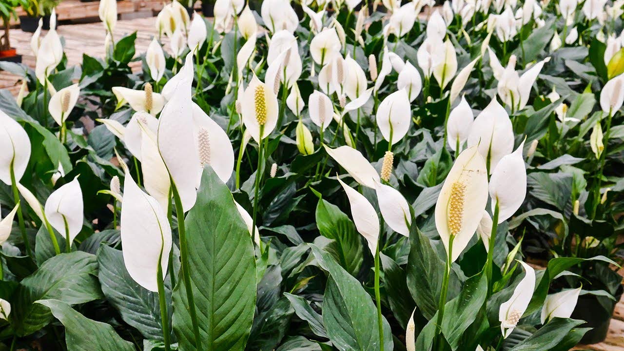 Peace Lily Live Plant - Spathiphyllum in 6 Inch Pot | Air Purifying Indoor Houseplant for Home, Office & Bedroom Decor | Low Maintenance Houseplant Gift Idea