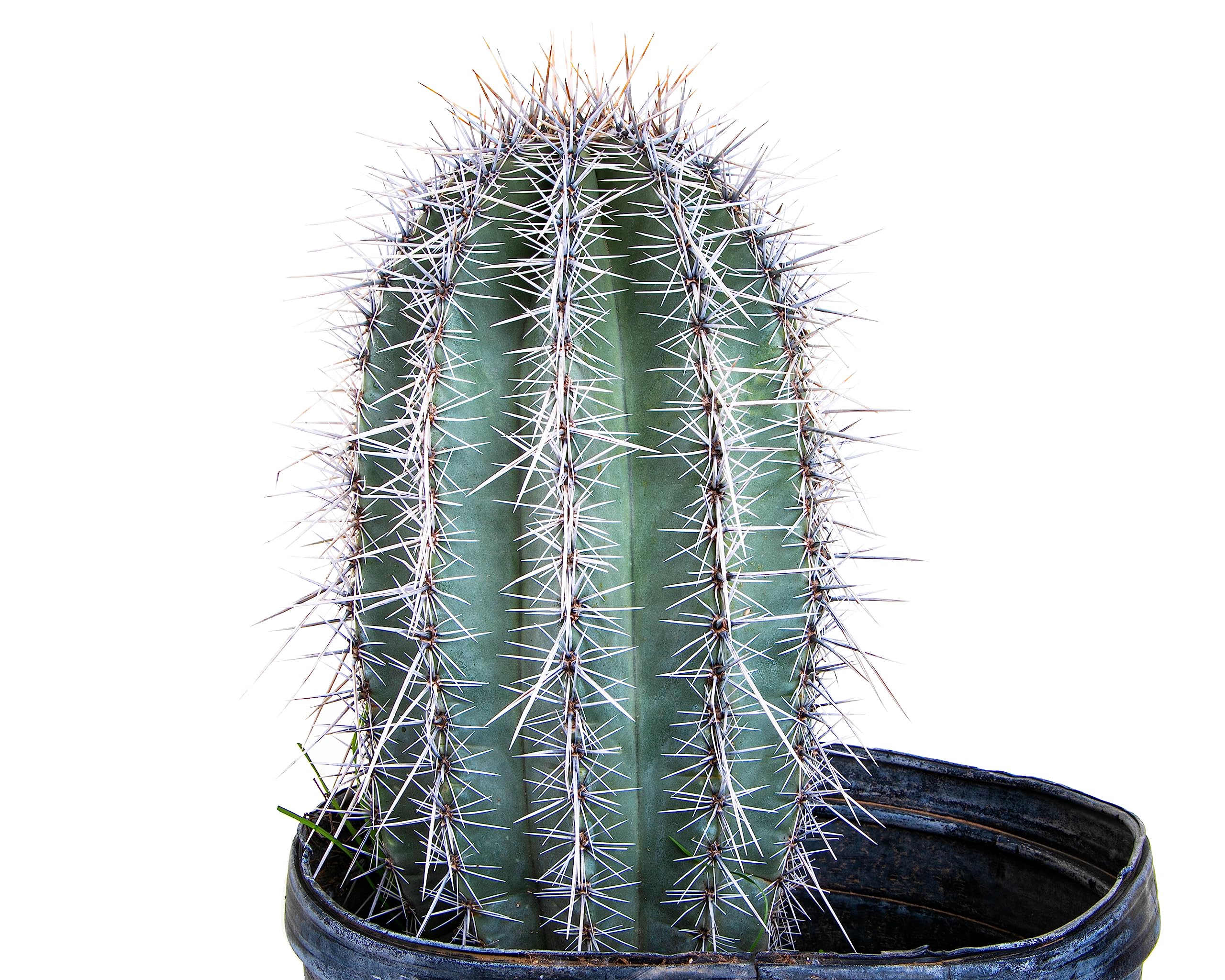 Live Saguaro Cactus Plant - 3 Feet Tall Large Outdoor Cactus for Desert Landscaping & Xeriscape Gardens | Drought-Tolerant Succulent for Home Decor, Office, or Patio