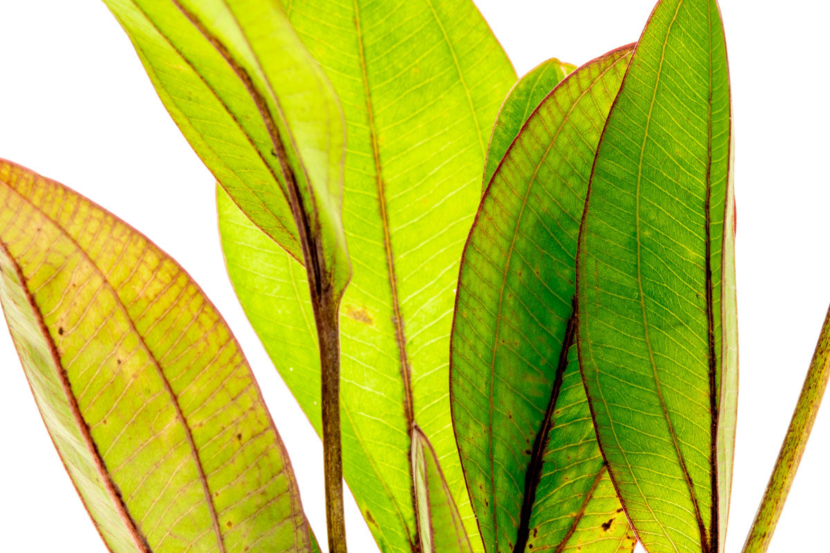 Echinodorus Devil Eye Live Aquarium Plant - Easy Care Aquatic Plant for Fish Tanks, Ponds & Aquascaping | Perfect for Beginners & Planted Aquariums
