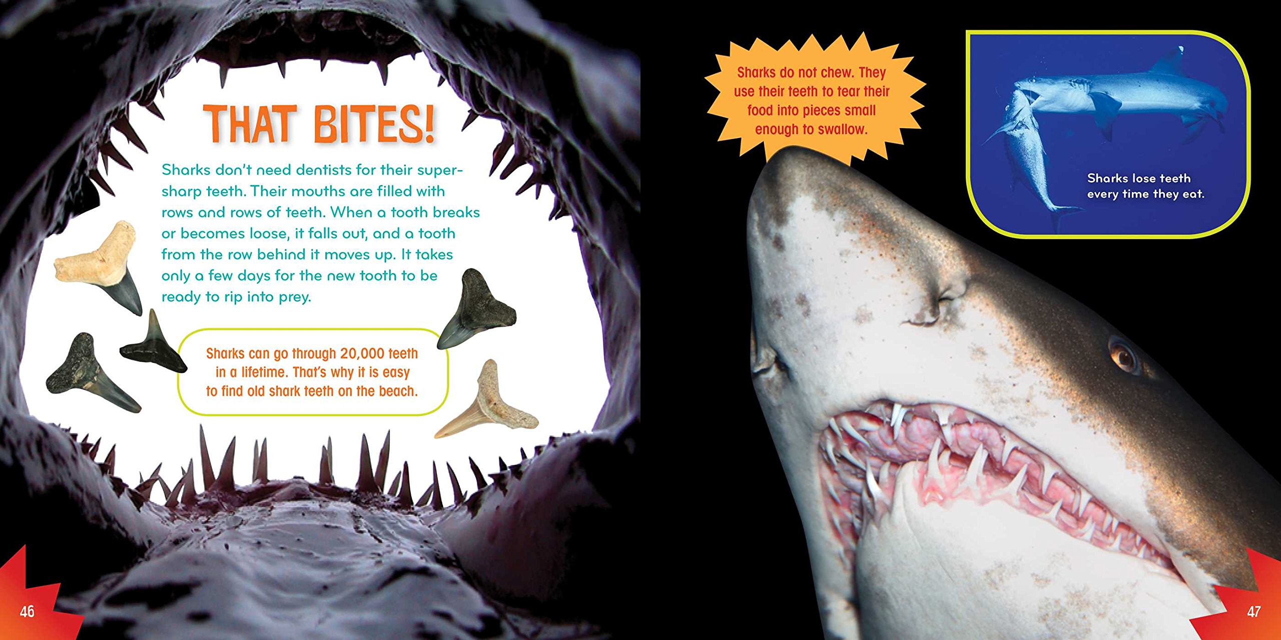 Shark-tastic! (Science with Stuff) - Fun Educational Book for Kids About Sharks, Marine Biology Learning & Ocean Exploration