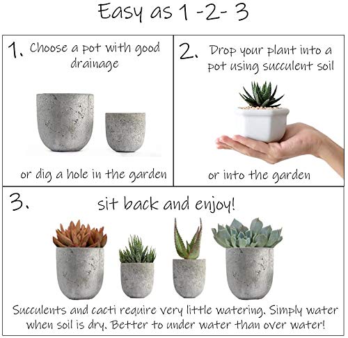 50 Pack Live Succulents Plants - Variety Indoor Houseplants in Nursery Pots | Bulk Succulent Collection for Home Decor, Office Desk, Wedding Favors & Gift Ideas