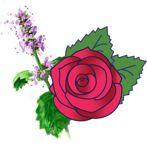Patchouli Rose
