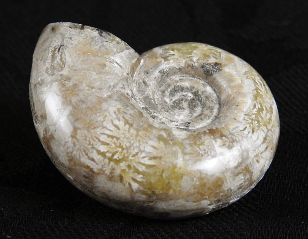 Authentic Ammonite Fossil from Morocco - Natural Stone Specimen for Collectors, Home Decor & Gifts | Perfect for Geology Enthusiasts, Office Display & Meditation Spaces