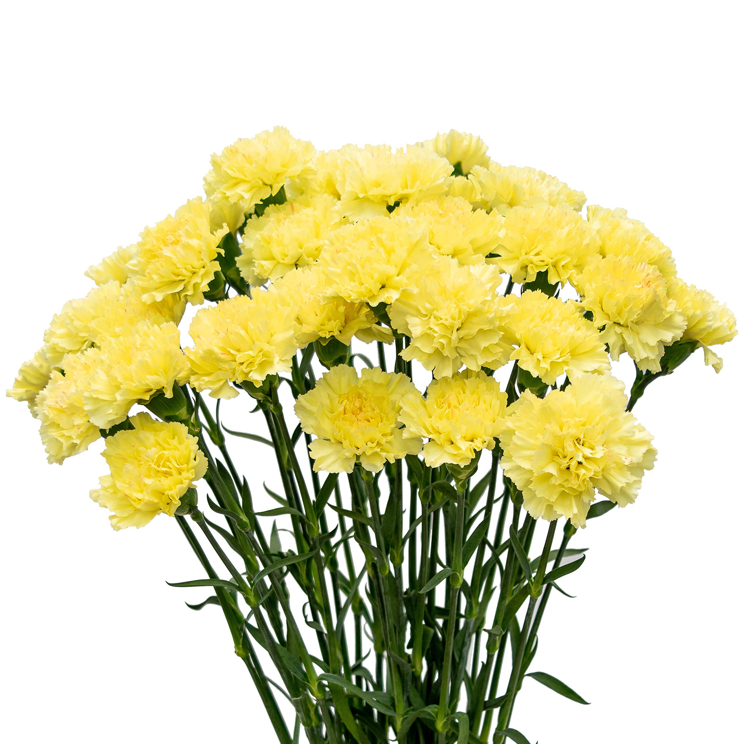 FlowerPrime 50 Yellow Carnations - Fresh Natural Cut Flowers for Weddings, Home Decor & Special Occasions | Long-Lasting Blooms