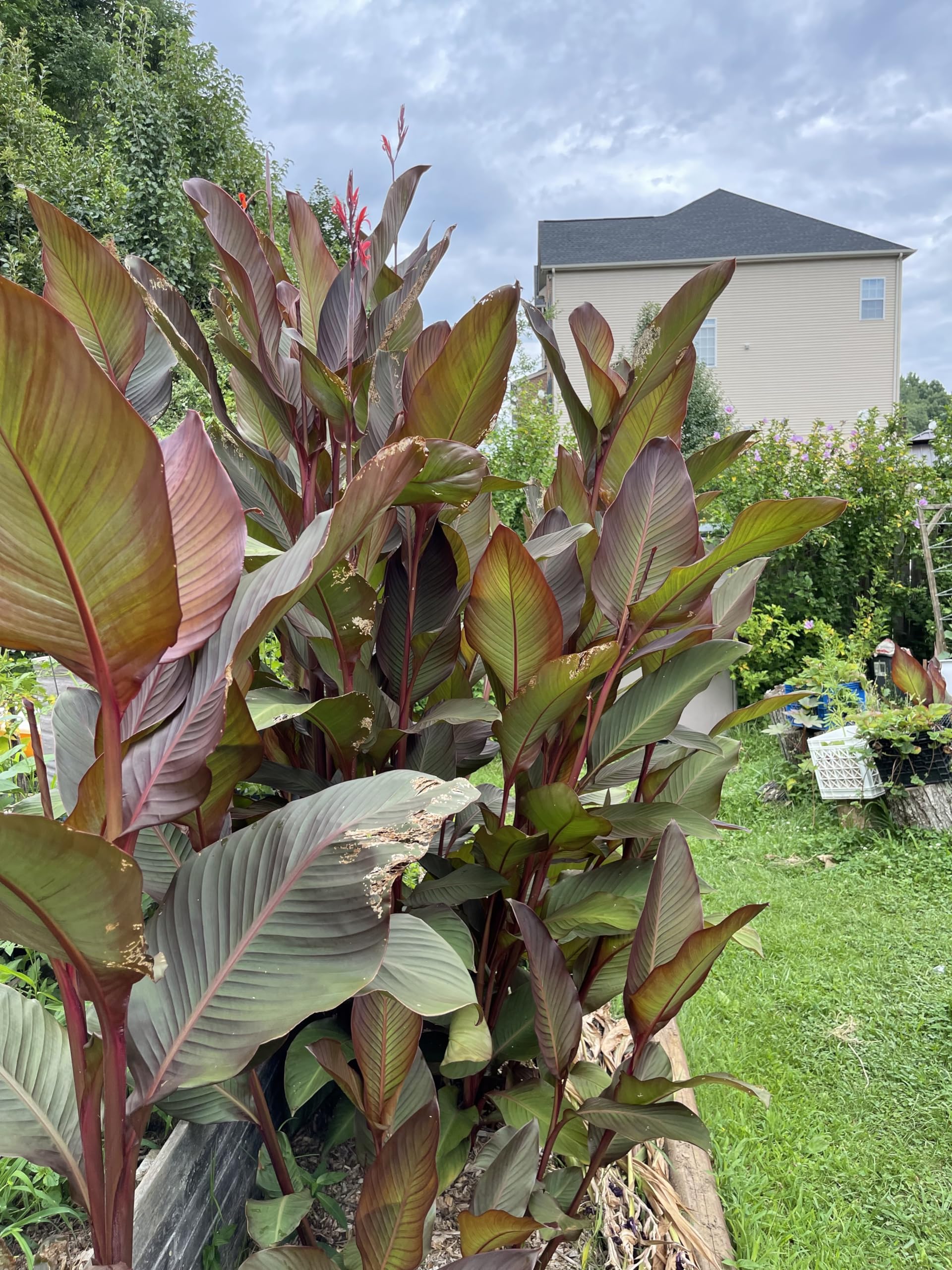 5 Black Knight Canna Lily Bulbs - Live Plants, Roots & Seeds for Garden Planting | Perfect for Tropical Landscaping, Poolside Gardens & Flower Beds