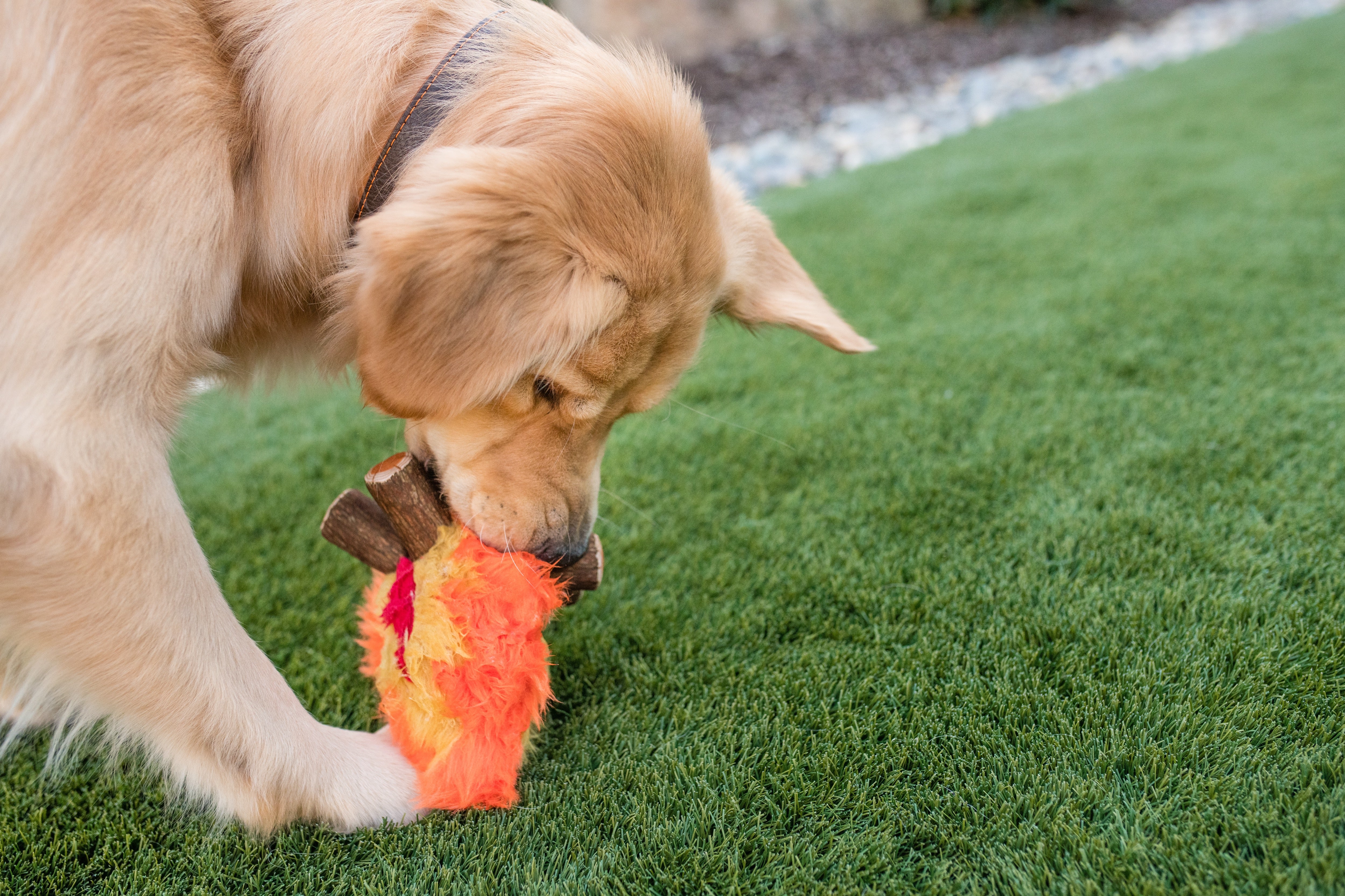 La Fogata Dog Chew Toy - Camp Corbin™ Plush Squeaky Chew Toy for Dogs | Pet P.L.A.Y. | Perfect for Playtime, Training & Outdoor Adventures