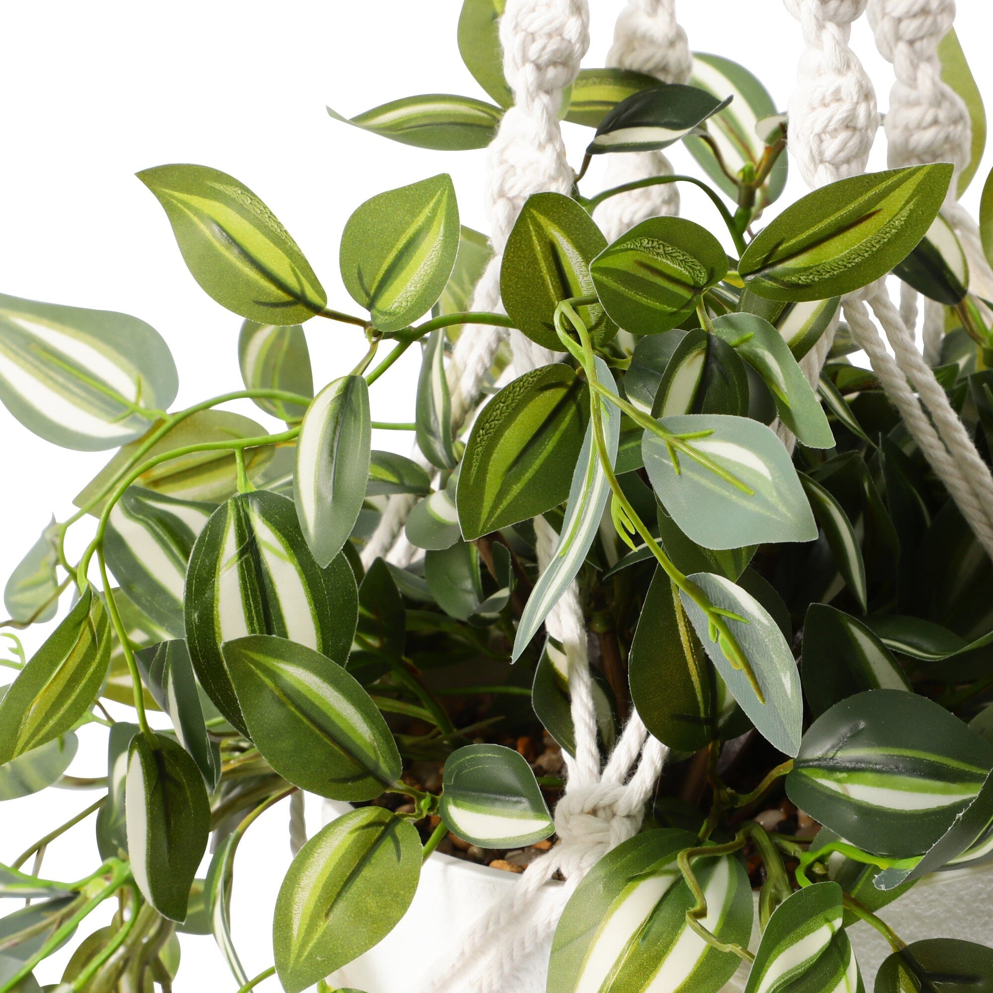 Beautiful Hanging Tradescantia Plant - Live Green Houseplant for Home Decor, Office & Indoor Spaces | Perfect for Shelves, Windowsills & Hanging Baskets