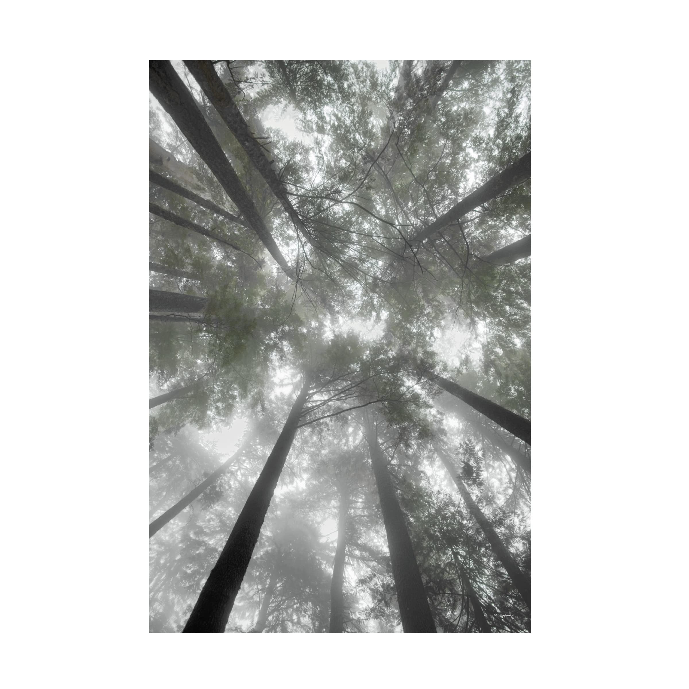 Alan Majchrowicz 'Fir Trees I Bright' Canvas Art Print - Modern Landscape Wall Decor for Living Room, Bedroom & Office - Trademark Fine Art Collection