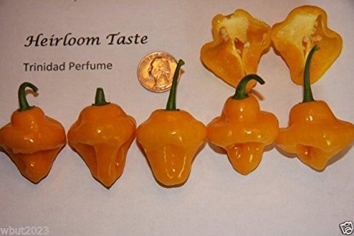 Heirloom Trinidad Perfume Pepper Seeds (100 Count) - Open Pollinated, Aromatic & Flavorful for Cooking, Sauces & Home Gardening