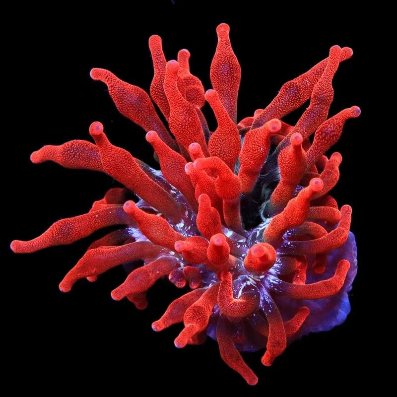 Premium Black Widow Bubble Tip Anemone for Saltwater Aquariums - Vibrant Coral Reef Tank Decoration for Marine Fish & Clownfish Habitat