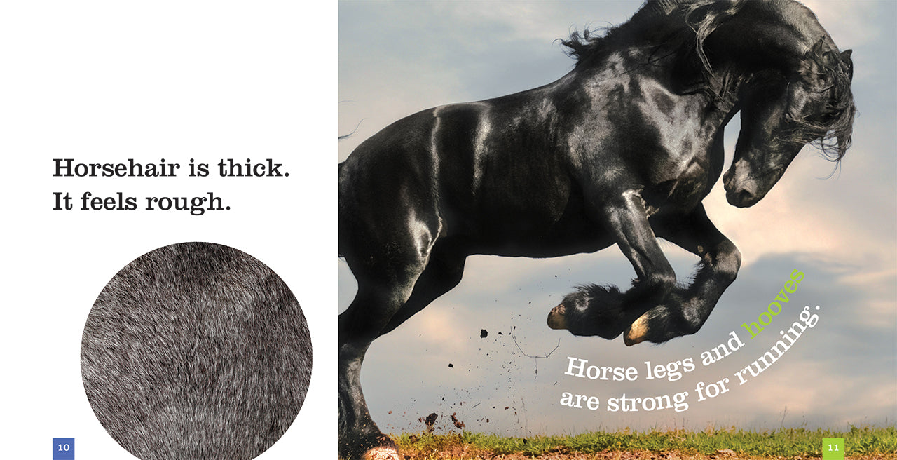 Best Selling Book 'Horses' ISBN 9781608187867 - Perfect for Equestrian Enthusiasts & Horse Lovers