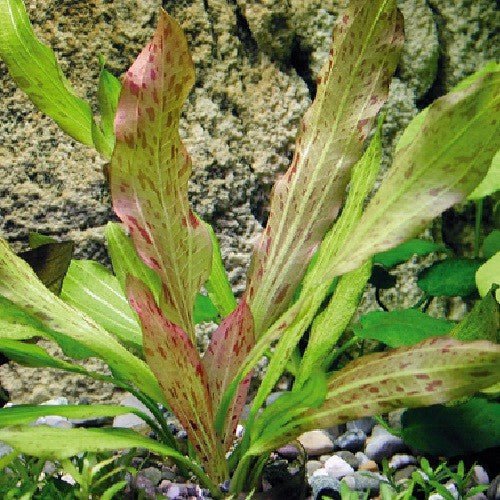 TCulture Echinodorus Python Live Aquarium Plant in Pot - Perfect for Freshwater Fish Tanks, Aquascaping & Aquatic Decor