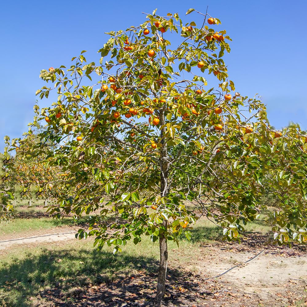 Fuyugaki Persimmon Tree - 5 Gallon Container | Non-GMO, Sweet & Juicy Fruit | Perfect for Home Gardens, Landscaping & Fresh Eating | Cannot Ship to CA, AZ, AK, HI