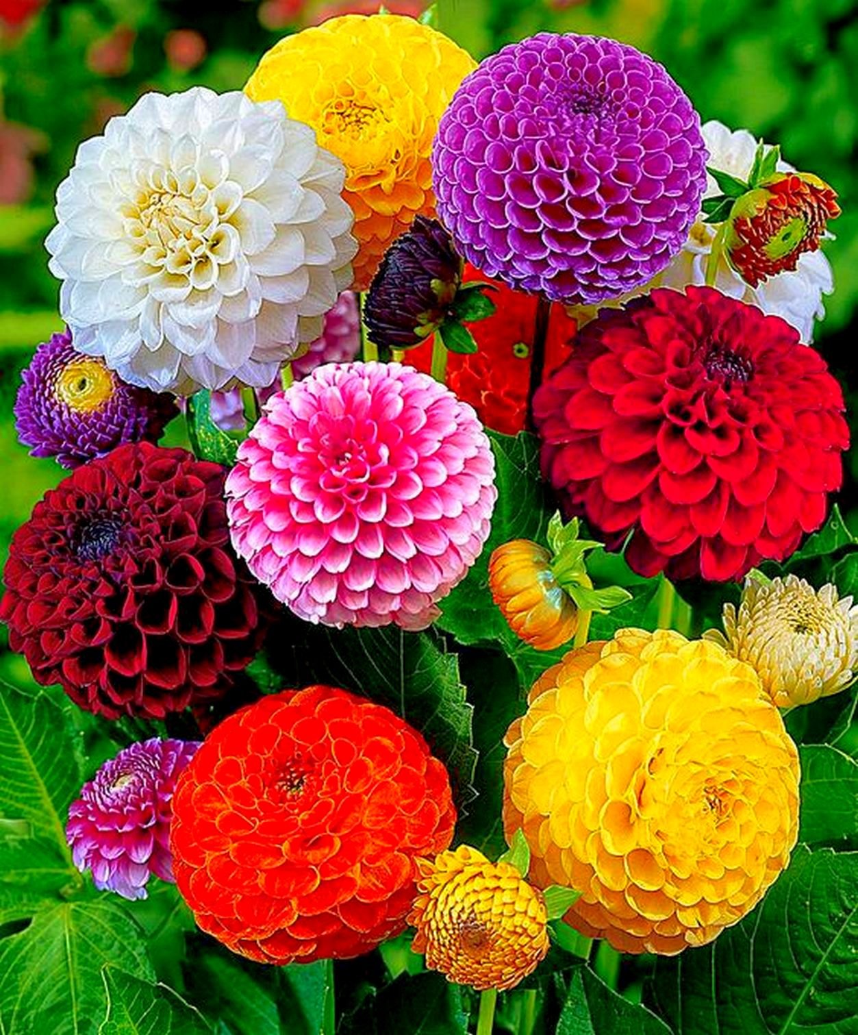 Dahlia Pompon Ball Mix Seeds - Non-GMO Beautiful Annual Flowers for Garden Planting | Perfect for Hanging Baskets, Borders & Cut Flower Arrangements