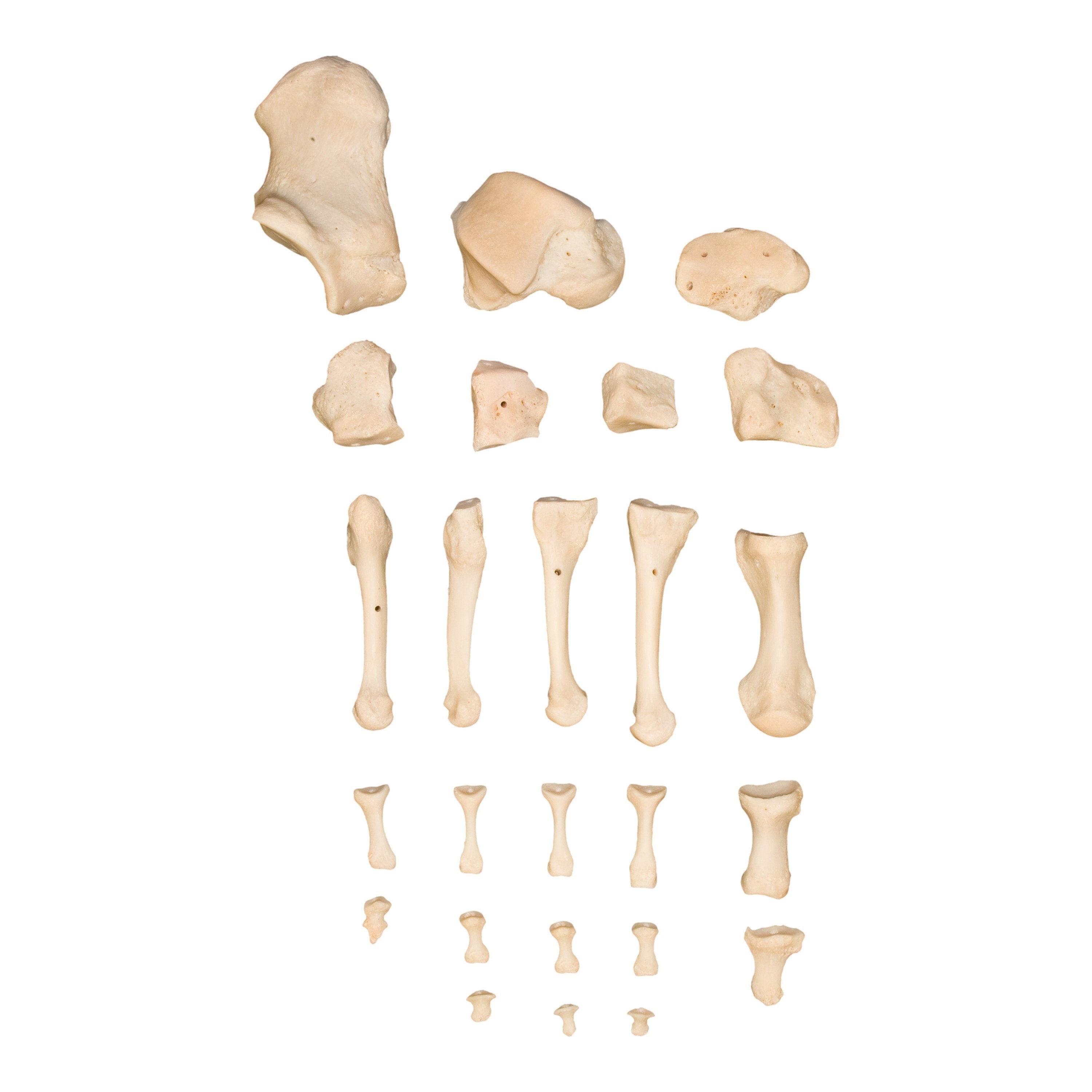 Realistic Human Foot Model - Anatomically Accurate Articulated Foot for Medical Study, Art Reference & Education | Perfect for Doctors, Artists & Students