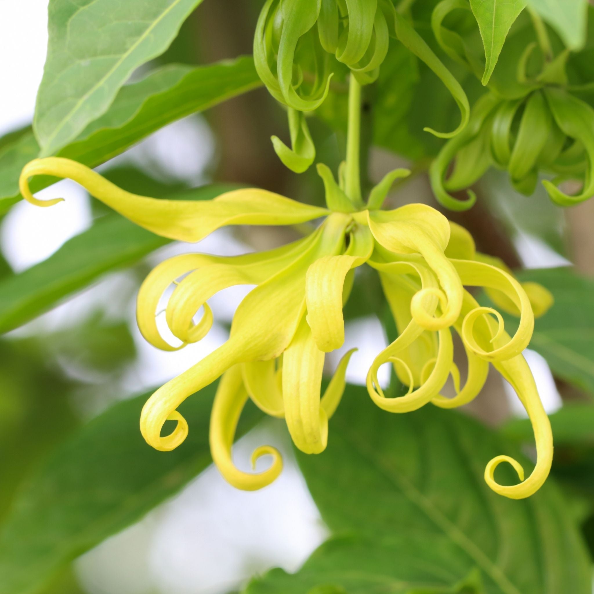 Pure Ylang Ylang #3 Essential Oil - 100% Natural Therapeutic Grade for Aromatherapy, Massage & Relaxation - Perfect for Diffusers, Bath & Skin Care