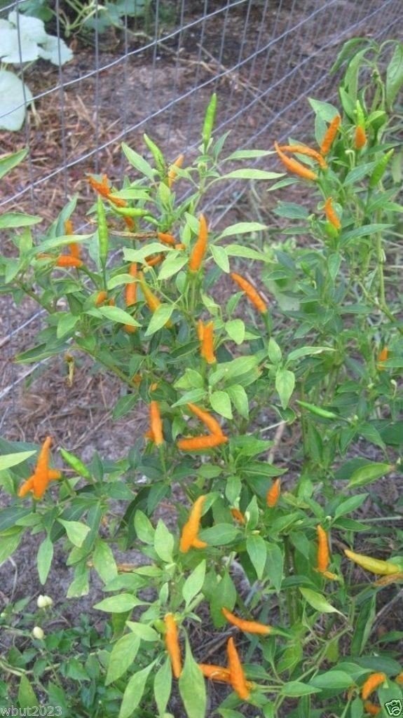 Rare Orange Thai Chili Pepper Seeds (Capsicum annuum) - 50 Count - Exotic Hot Pepper for Cooking, Sauces, and Home Gardening